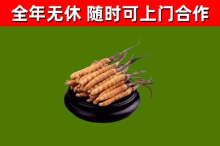 韩城烟酒回收冬虫夏草.jpg